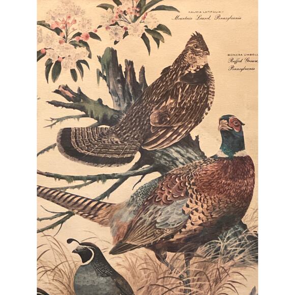 Vtg Pheasant Lithograph Print Arthur Singer Flora Fauna 14x16 Framed Botanical - Picture 5 of 9